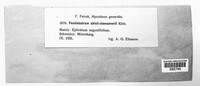 Pucciniastrum epilobii image